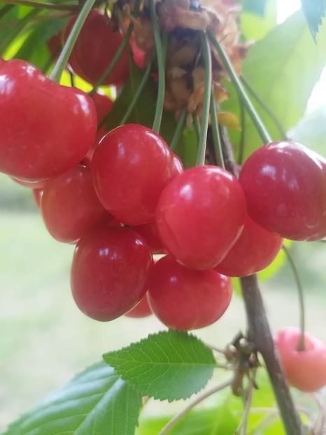 Vedere buchet - Cireși