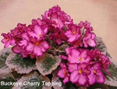 Poză net - Buckeye Cherry Topping zzz