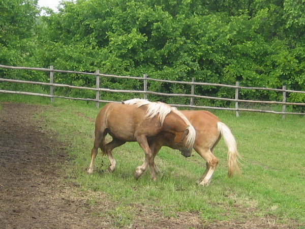 H-Arman Ampir-Picture 974 - My horses - Haflingers