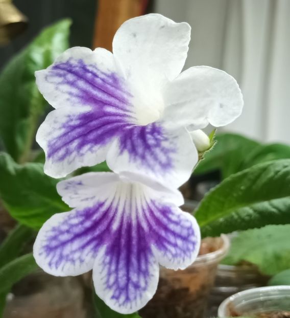  - STREPTOCARPUS