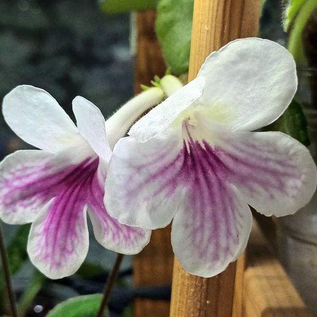  - STREPTOCARPUS