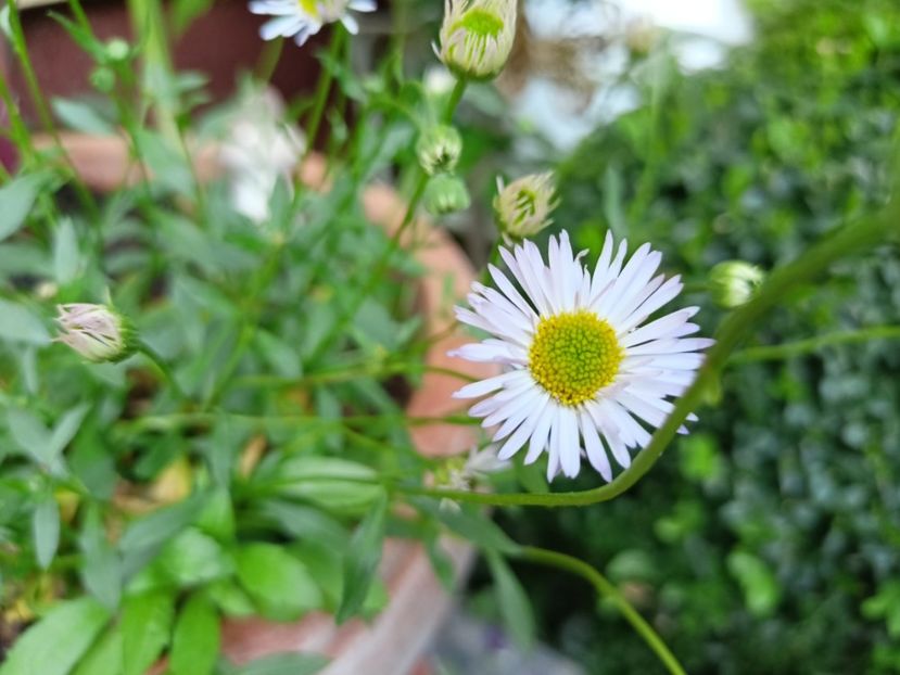 Erigeron karvinskianus - Grădina 2024 continuare 1