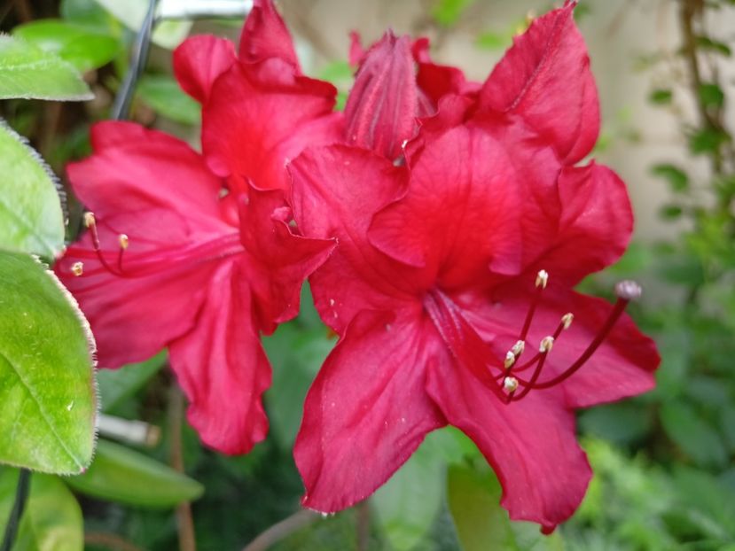 Azalea mollis Doloroso - Grădina 2024 continuare 1