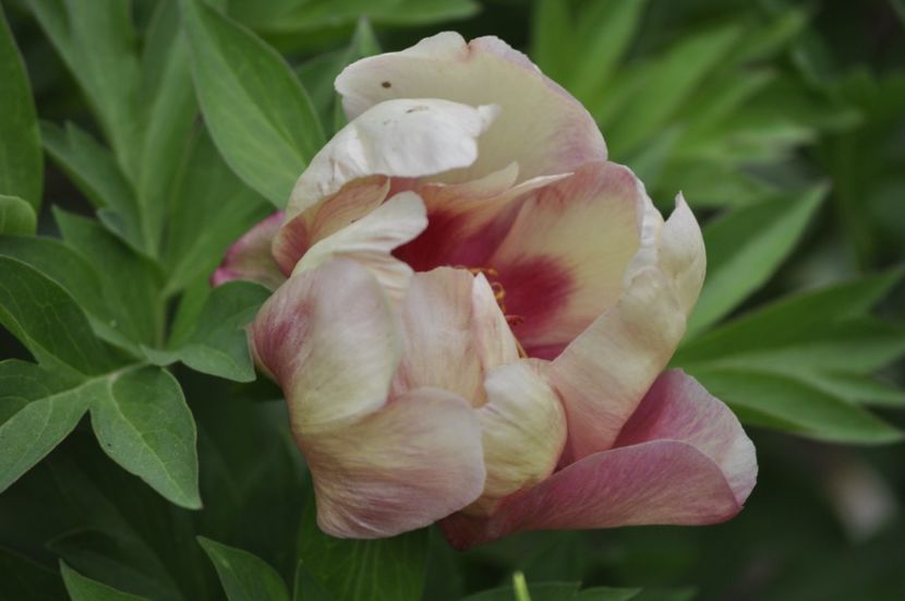 _DSC2442 - BUJORI ITOH 2024