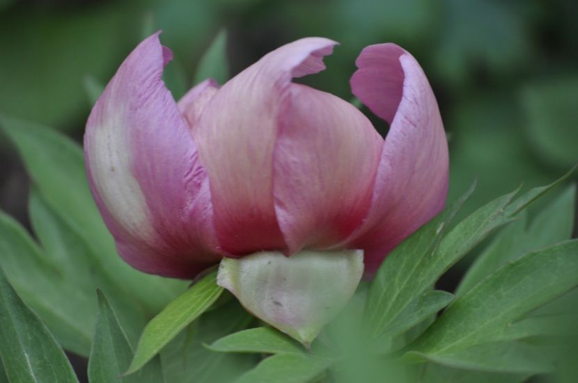 _DSC2464 - BUJORI ITOH 2024