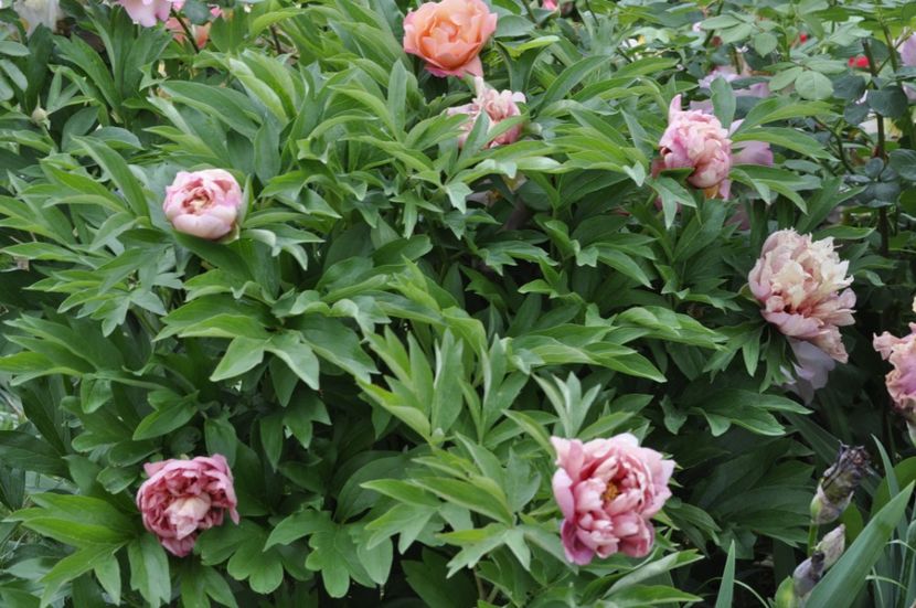 _DSC2383 - BUJORI ITOH 2024