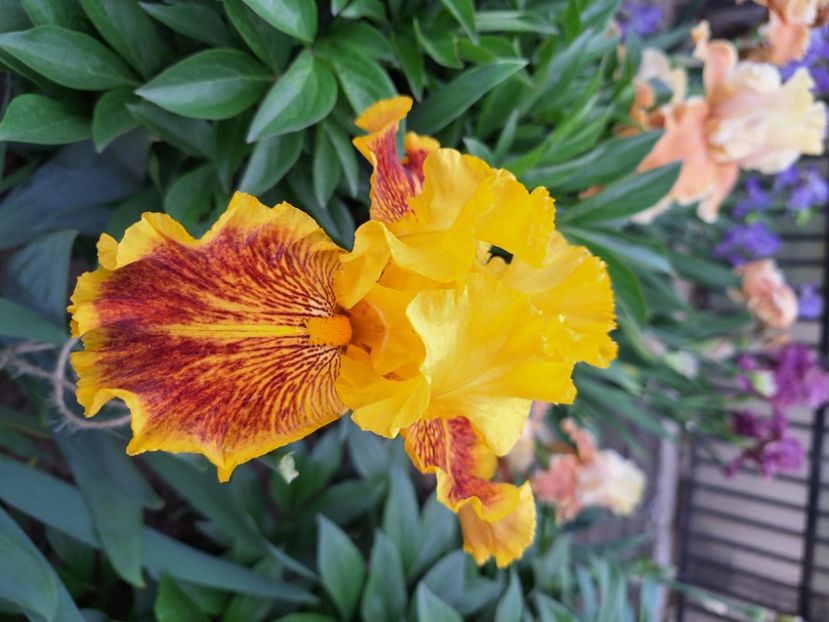 Dazzling gold - Irisi 2024