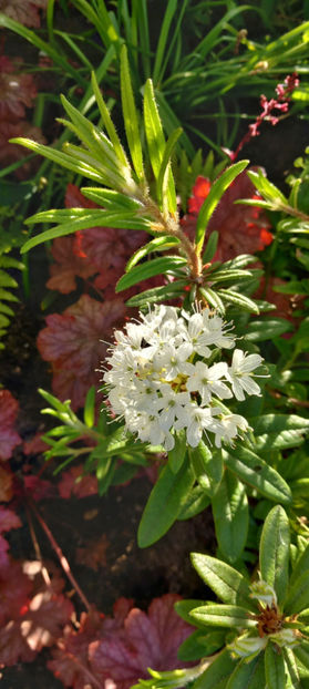  - Azalee si Rhododendroni