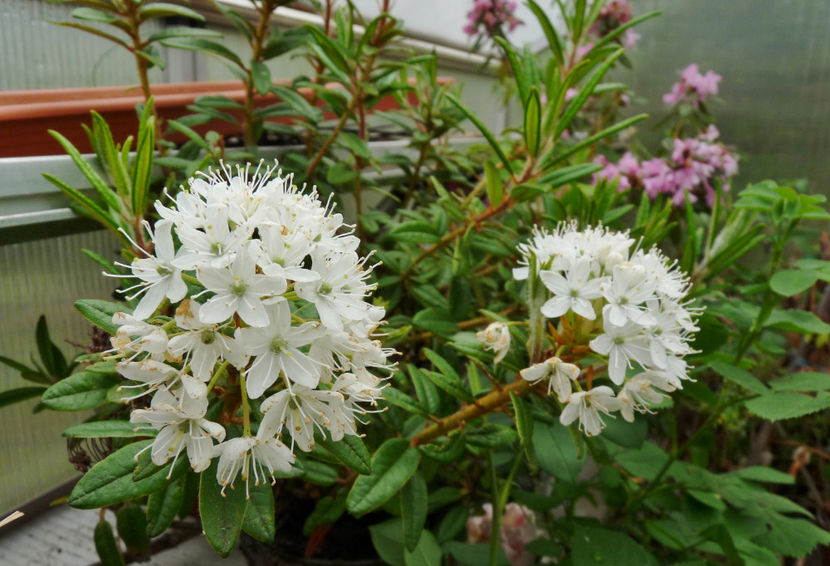  - Azalee si Rhododendroni