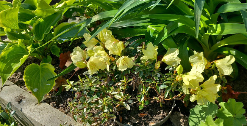  - Azalee si Rhododendroni