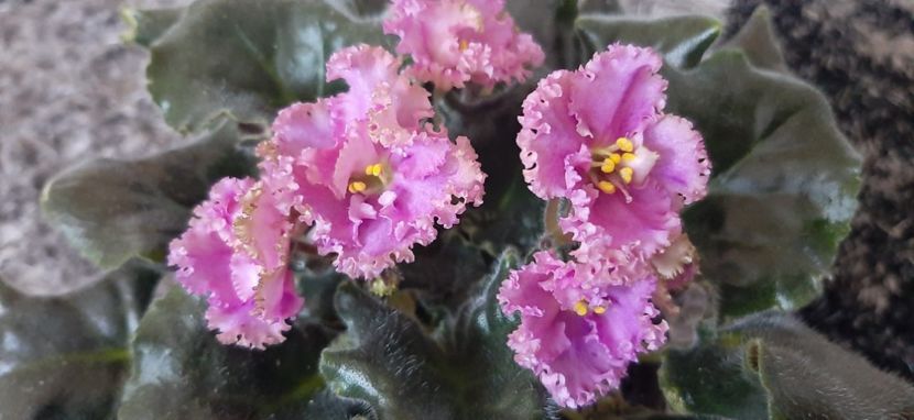  - LE-Fuchsievoe kruzhevo