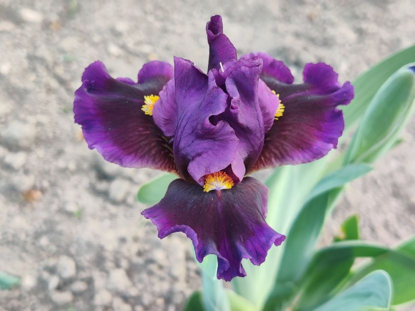Cherry hollow - Irisi pitici