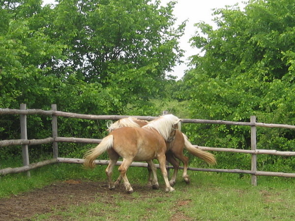 H-Arman Ampir-Picture 979 - My horses - Haflingers