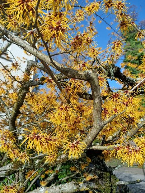 Img.2024.02.05-un colț de cer printre flori - Cerul