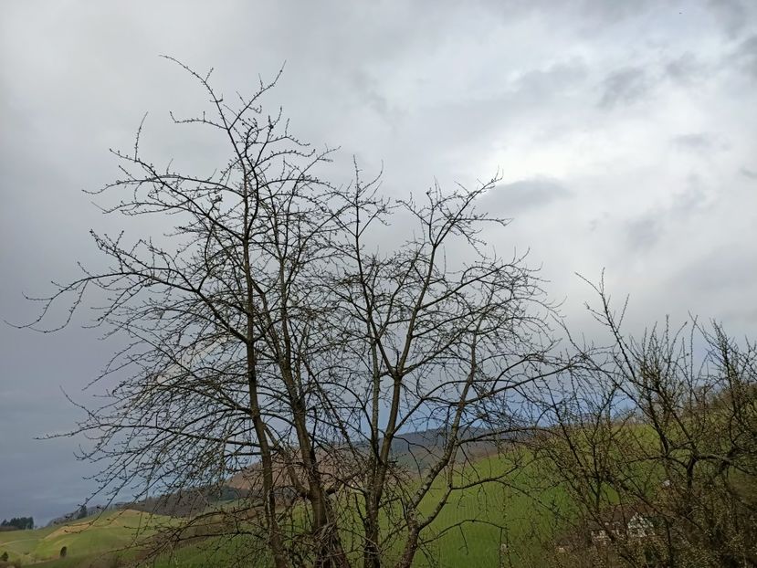 IMG20240318165613 - Cerul