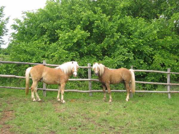 H-Arman Ampir-Picture 980 - My horses - Haflingers