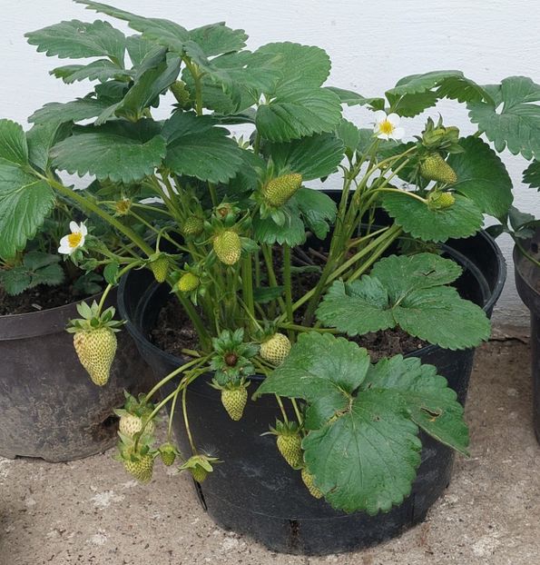 Căpșuni Albion rodește pina tatziu 65 lei ghiveciul - A Arbusti pomi decorativi și fructiferi urcatoare de vanzare