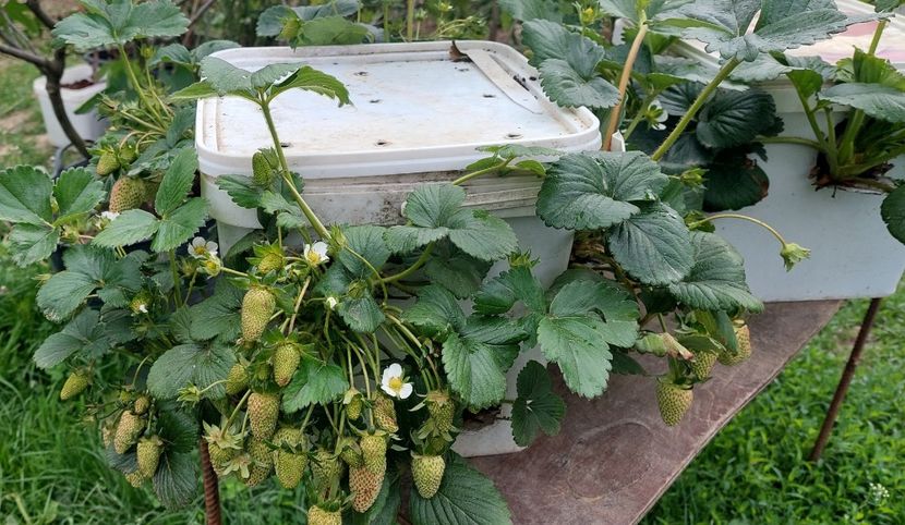  - A Arbusti pomi decorativi și fructiferi urcatoare de vanzare