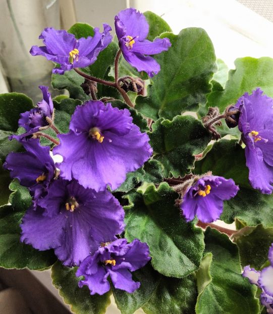  - NoID -Albastru indigo