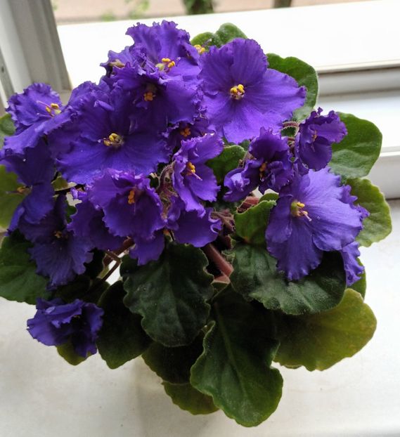  - NoID -Albastru indigo