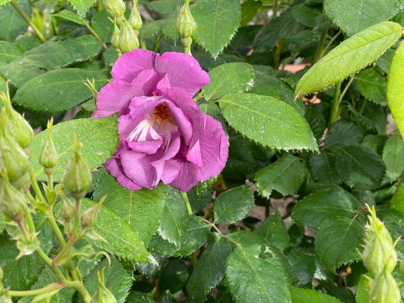  - 002 Grădina 2024 1