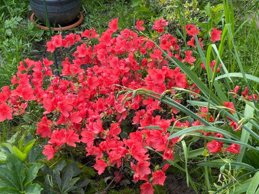  - 002 Grădina 2024 1