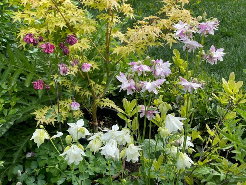  - 002 Grădina 2024 1