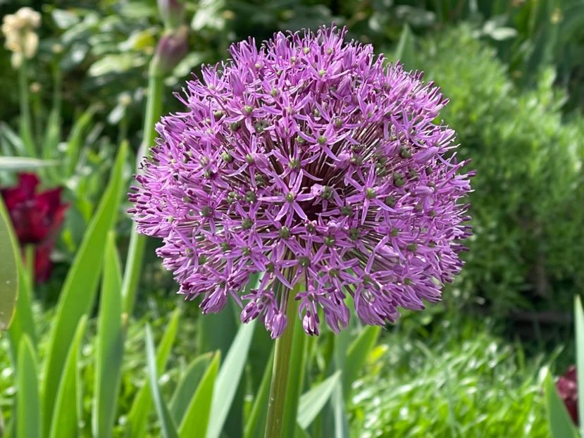  - 002 Grădina 2024 1