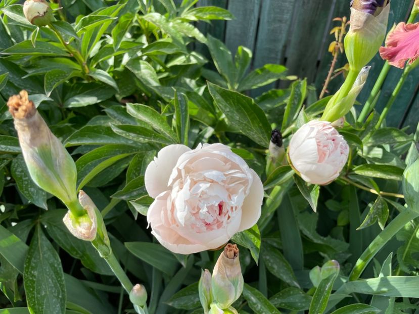  - 002 Grădina 2024 1