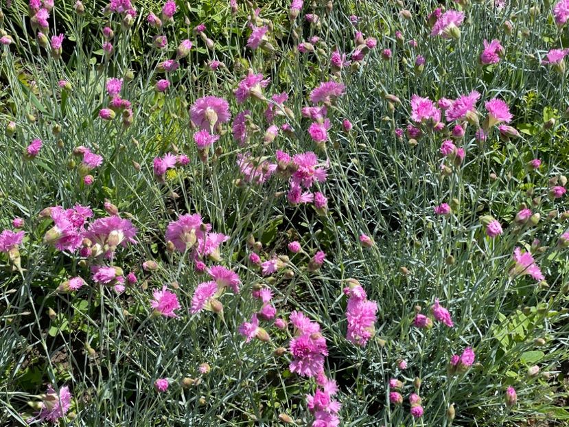  - 002 Grădina 2024 1