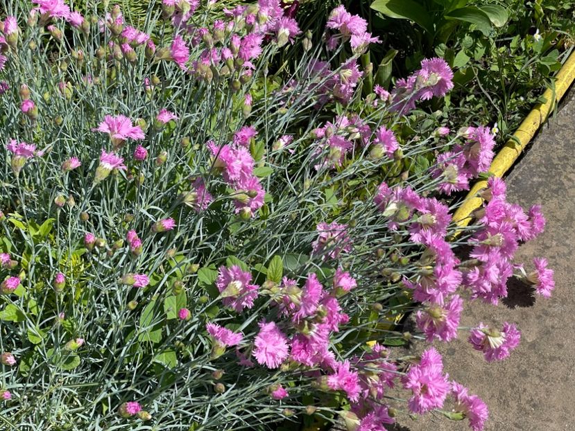  - 002 Grădina 2024 1