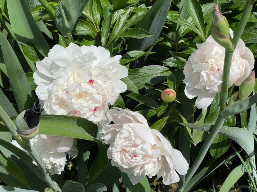  - 002 Grădina 2024 1