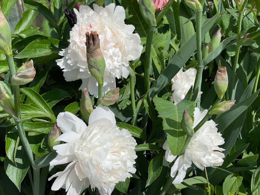  - 002 Grădina 2024 1