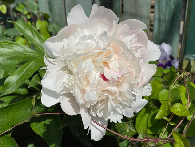  - 002 Grădina 2024 1