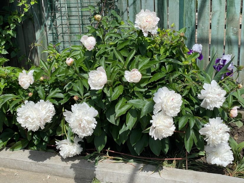  - 002 Grădina 2024 1