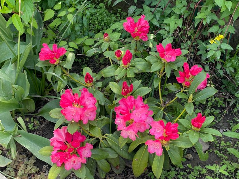  - 002 Grădina 2024 1