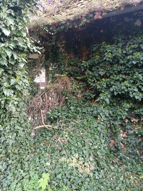 Img.2024.04.14 - Z- Glicina