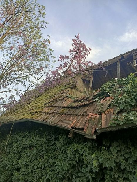 Img.2024.04.14 - Z- Glicina