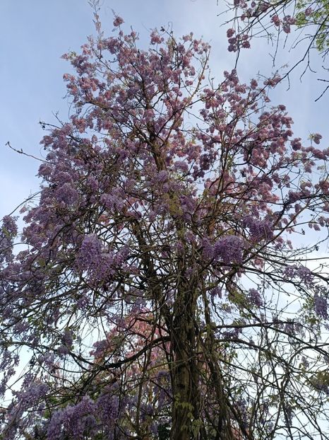 IMG20240414194545 - Z- Glicina