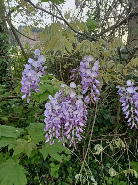 IMG20240414194740 - Z- Glicina