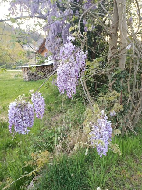 Img.2024.04.14 - Z- Glicina