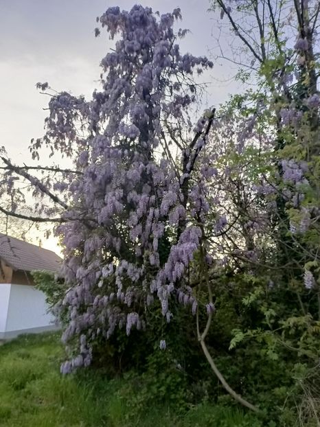 Img.2024.04.14 - Z- Glicina