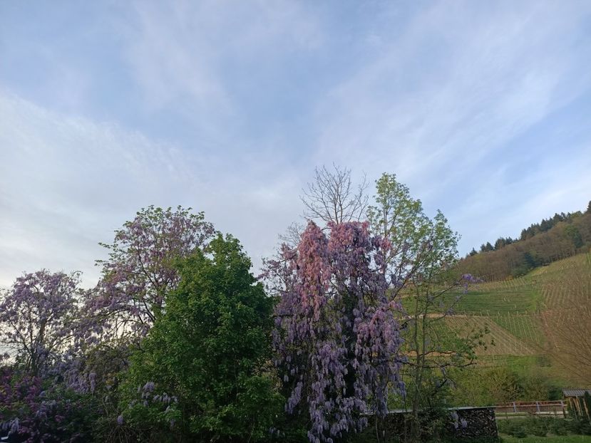 Img.2024.04.14 - Z- Glicina