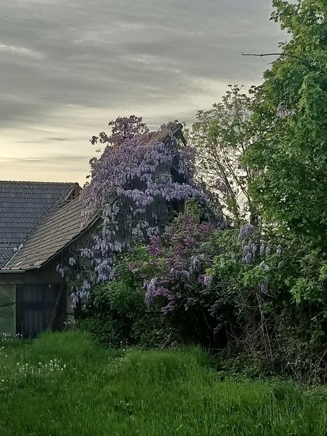 Img.2024.04.14 - Z- Glicina