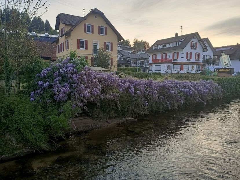 Img.2024.04.14 - Z- Glicina