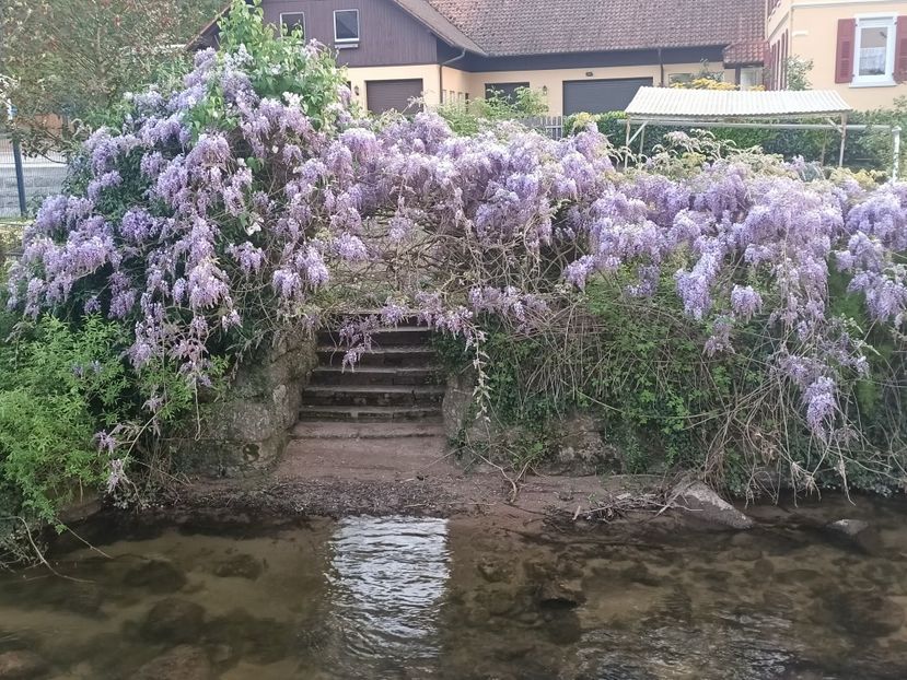 Img.2024.04.14 - Z- Glicina