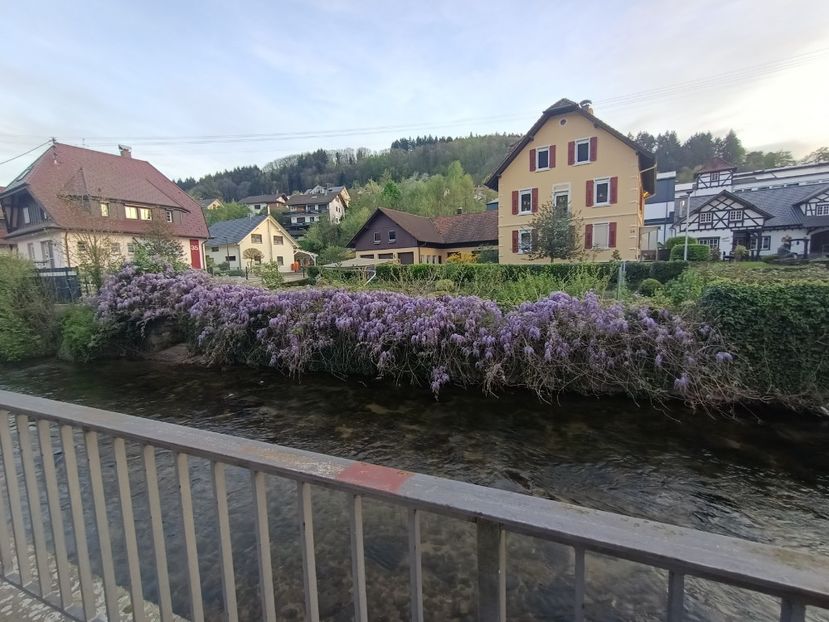 Img.2024.04.14 - Z- Glicina