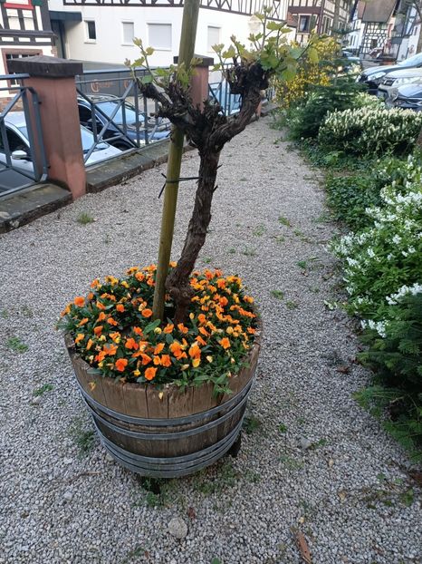 Img.2024.04.14 - Z- Glicina