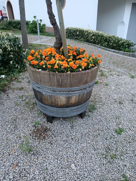 Img.2024.04.14 - Z- Glicina