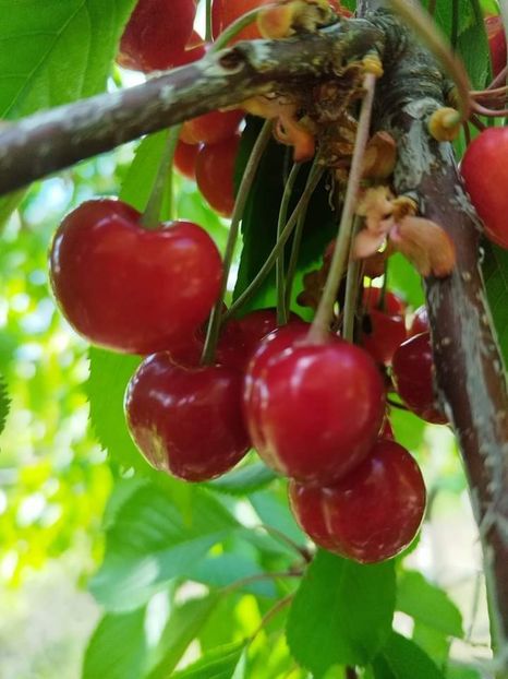 30 aprilie 2024 - Cireși